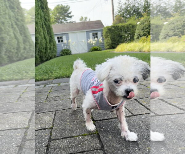 Medium Photo #2 Shih Tzu-Unknown Mix Puppy For Sale in Oakhurst, NJ, USA