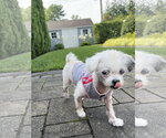 Small #1 Shih Tzu Mix