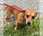 Small #1 Chihuahua Mix