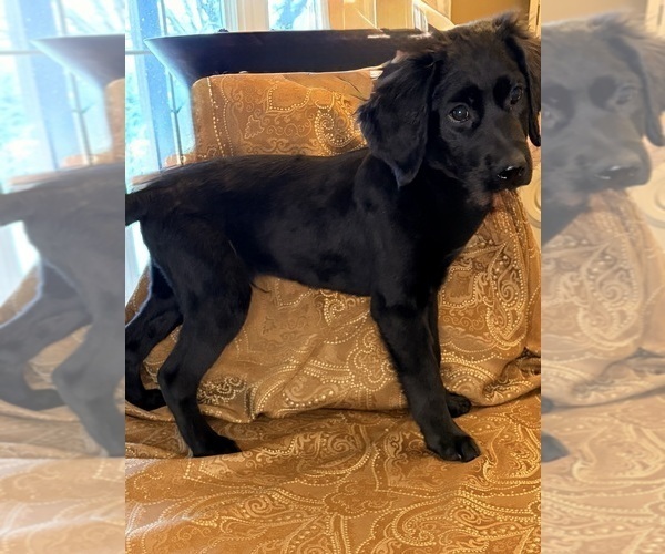 Medium Photo #1 Flat Coated Retriever Puppy For Sale in ROSE HILL, KS, USA