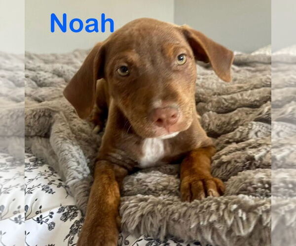 Medium Photo #3 American Pit Bull Terrier-Labrador Retriever Mix Puppy For Sale in Hayward, CA, USA