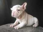 Small Photo #1 French Bulldog Puppy For Sale in HOMESTEAD, FL, USA