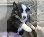 Small Photo #8 Australian Shepherd Puppy For Sale in NELSON, VA, USA