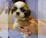 Puppy Vicky Maltese-Poodle (Toy) Mix