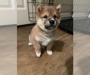 Shiba Inu Puppy for sale in NORTHRIDGE, CA, USA