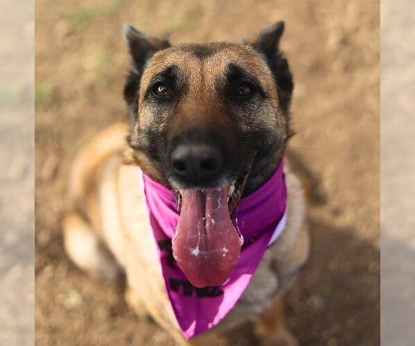 Medium Photo #1 German Shepherd Dog Puppy For Sale in San Antonio, TX, USA