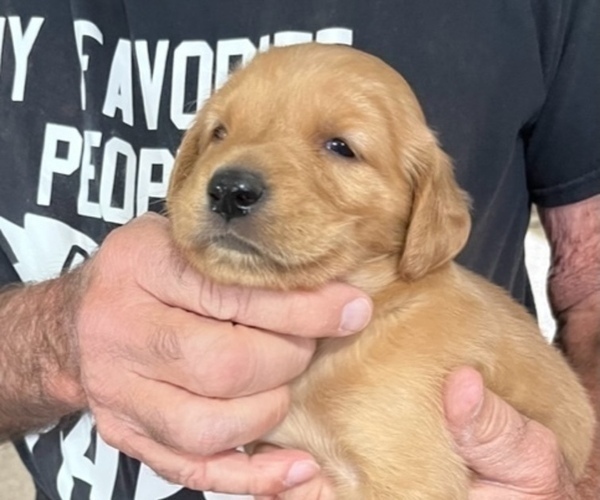 Medium Photo #2 Golden Retriever Puppy For Sale in LAMAR, CO, USA