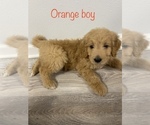 Small Photo #2 Goldendoodle Puppy For Sale in JACKSON, MO, USA