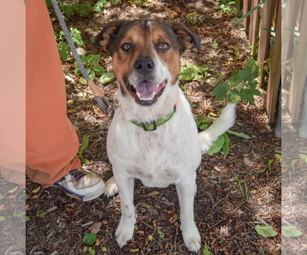 Medium Photo #5 Collie-Unknown Mix Puppy For Sale in Huntley, IL, USA