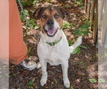 Small #4 Collie Mix