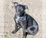 Small Photo #4 Labrador Retriever-Unknown Mix Puppy For Sale in Hilton Head, SC, USA