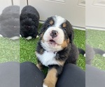 Small #9 Bernese Mountain Dog