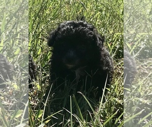Poodle (Toy) Puppy for sale in BELDEN, MS, USA