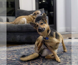 Ellie - Female German Shepherd Dog Dog for Adoption - Photo #2