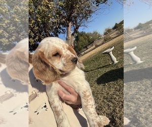 Medium Cocker Spaniel