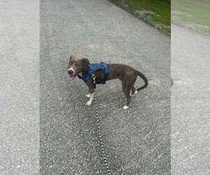 Peter Pan (Peter Pan Litter) - Male Mountain Cur-Unknown Mix Dog for Adoption - Photo #26