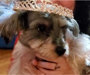 YorkiePoo Puppy for sale in CONWAY, SC, USA