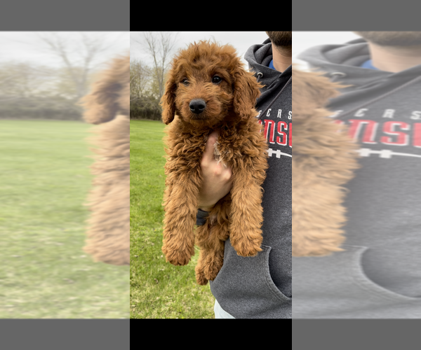 Medium Photo #2 Goldendoodle-Poodle (Miniature) Mix Puppy For Sale in RANDOLPH, WI, USA