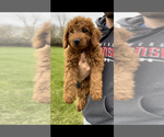 Small Photo #2 Goldendoodle-Poodle (Miniature) Mix Puppy For Sale in RANDOLPH, WI, USA