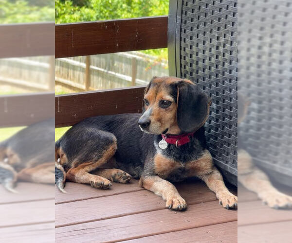Medium Photo #2 Beagle Puppy For Sale in Candler, NC, USA