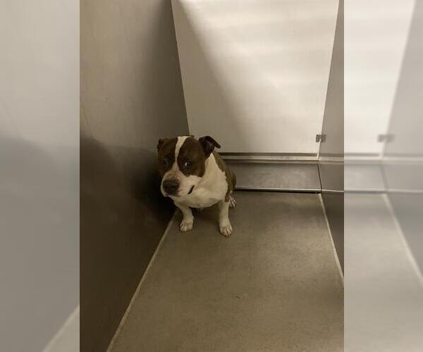 Medium Photo #1 American Staffordshire Terrier-Unknown Mix Puppy For Sale in Modesto, CA, USA