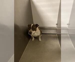 American Staffordshire Terrier-Unknown Mix Dogs for adoption in Modesto, CA, USA