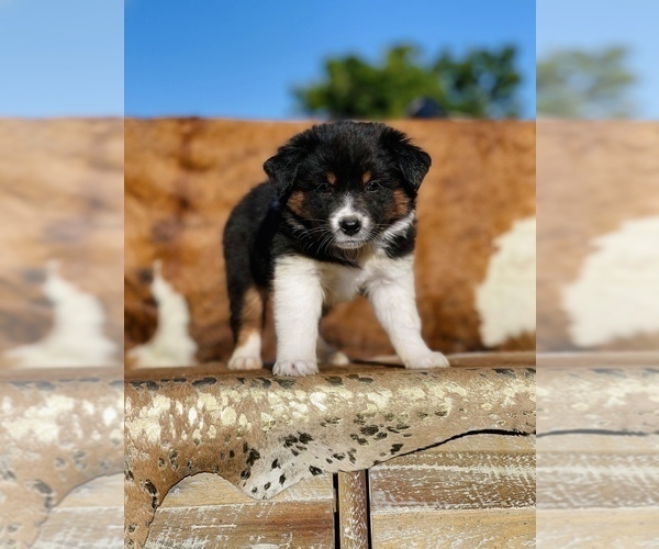 Medium Photo #13 Australian Shepherd Puppy For Sale in WESLEY CHAPEL, FL, USA