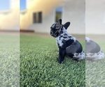 Small Photo #1 French Bulldog Puppy For Sale in LAKE ELSINORE, CA, USA