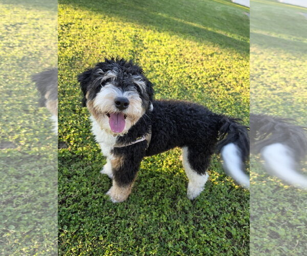 Medium Photo #5 Aussiedoodle Miniature  Puppy For Sale in Valrico, FL, USA