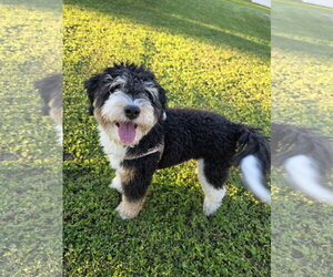 Bear - Male Aussiedoodle Miniature  Dog for Adoption - Photo #5