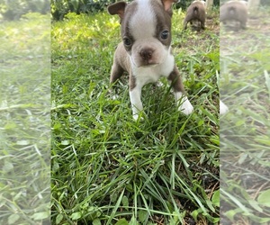 Boston Terrier Puppy for sale in FREDONIA, KS, USA