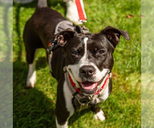 Medium Photo #26 Mutt Puppy For Sale in Canton, CT, USA