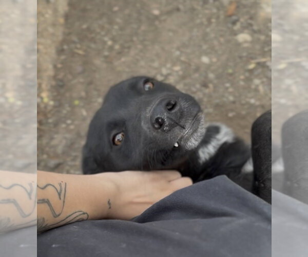Medium Photo #4 Border Collie-Unknown Mix Puppy For Sale in Las Vegas, NM, USA