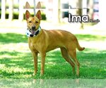 Small #1 Mutt