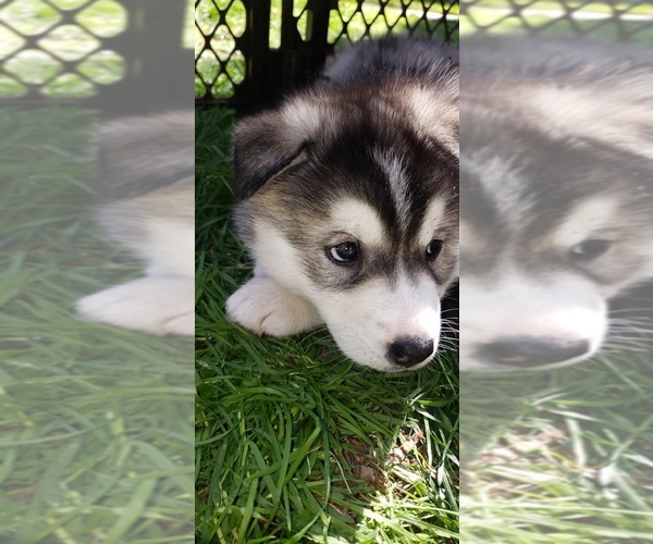 Medium Photo #4 Alusky Puppy For Sale in ELK GROVE, CA, USA