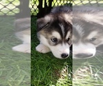 Small Photo #4 Alusky Puppy For Sale in ELK GROVE, CA, USA