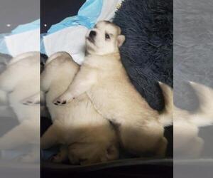 Alaskan Husky-German Shepherd Dog Mix Puppy for sale in MENTOR, OH, USA