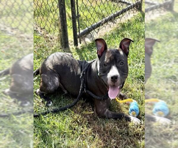 Medium Photo #2 American Pit Bull Terrier Puppy For Sale in Derwood, MD, USA
