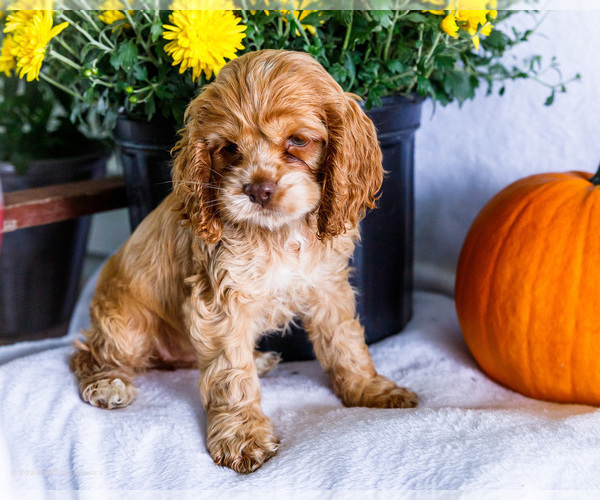 Medium Photo #9 Cocker Spaniel Puppy For Sale in WAKARUSA, IN, USA