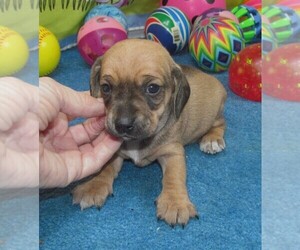 Chiweenie Puppy for sale in RATTAN, OK, USA