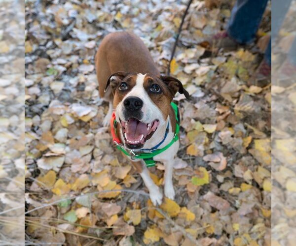 Medium Photo #31 American Staffordshire Terrier Puppy For Sale in Kanab, UT, USA