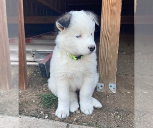 Siberian Husky Puppy for sale in DENVER, CO, USA