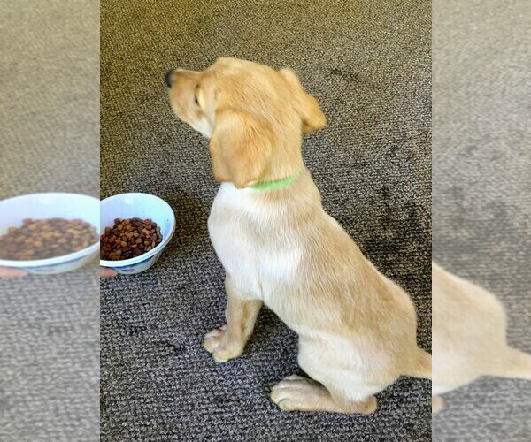 Medium Photo #4 Labrador Retriever-Unknown Mix Puppy For Sale in MACON, GA, USA