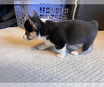 Small #1 Pembroke Welsh Corgi