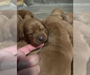 Labrador Retriever Puppy for sale in MASON, WI, USA