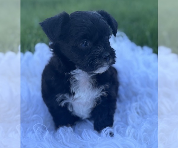 Medium Photo #10 Morkie Puppy For Sale in ROCK STREAM, NY, USA