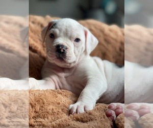 American Bulldog Puppy for sale in SUMMERVILLE, PA, USA
