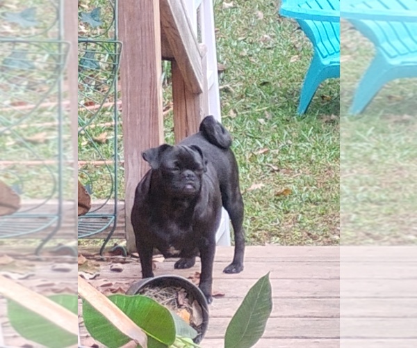 Medium Photo #1 Poodle (Toy)-Pug Mix Puppy For Sale in NEW WAVERLY, TX, USA