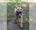 Small #12 American Pit Bull Terrier Mix