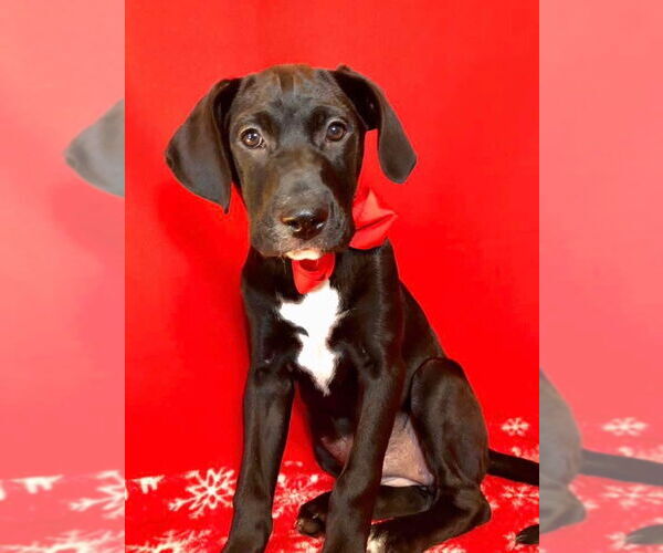 Medium Photo #1 Labrador Retriever-Unknown Mix Puppy For Sale in Hillsboro, MO, USA